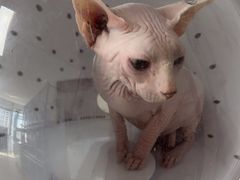 -喵百万·布偶·蓝金金渐层英短·猫舍(百子湾店)