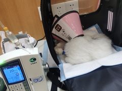 -联合动物医院(光谷诊疗中心)