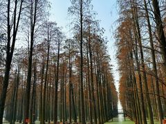 -渌洋湖湿地公园