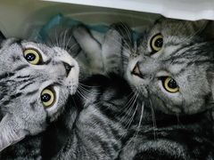 -瑞派天宁宠物医院·猫科·异宠中心
