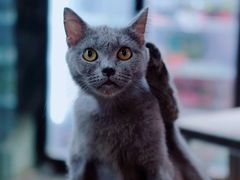 -more than meow吴止猫主题餐厅(承德 中船汇店)