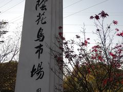 -江阴花鸟市场