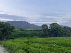-龙坞茶村