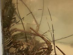 -南蚝小贝海鲜特色餐厅(南澳岛店)