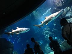 -暹罗海洋世界