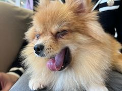 -怪兽屋·羊驼·猫咖·狗咖(俊华广场店)