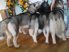 -Husky Go! 哈士奇体验馆·宠物咖啡厅狗咖