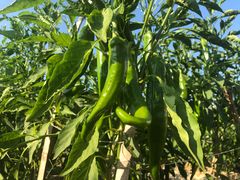 -正宗鸡饭粤香酒家(朱村店)