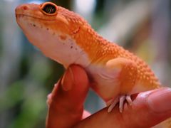 -帕帕拉兹宠物(亚洲旗舰店)