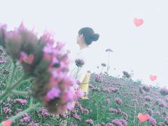 -紫颐香薰山谷景区