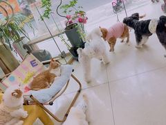 -e嘉宠物店(北大街店)