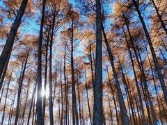 -硗碛藏寨·神木垒景区