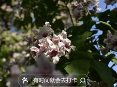 -香山公园