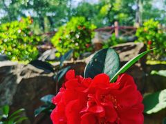 -深圳国际园林花卉博览园