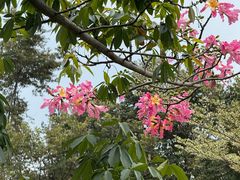 -东莞植物园