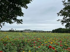 -苏州太湖西山岛开心农场