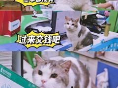 -瑞派动物医院·猫专科·至诚(江南中分院)