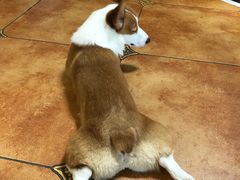 -more than meow吴止猫主题餐厅(承德 中船汇店)