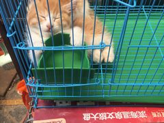-曲阳花鸟市场(曲阳路店)