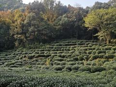 -国生茶庄·地道农家菜团建活动