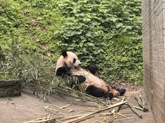 -都江堰中华大熊猫苑
