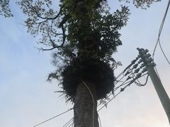 -海南热带雨林国家公园吊罗山景区