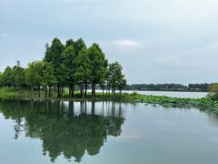-贡湖湾湿地公园