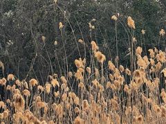 -蜀冈西峰生态公园