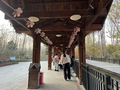 -合肥滨湖国家森林公园