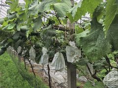 -马陆小张葡萄园农家乐