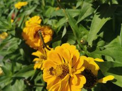 -长春公园(普阳街道)