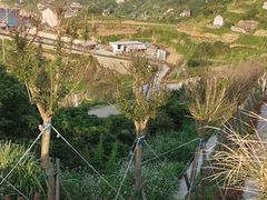-枸杞岛