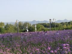 -深圳湾公园(南山区)
