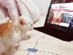 -酷狗靓猫宠物·洗护·美容·寄养(航北路店)