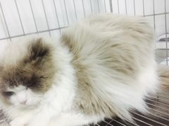 -萌兽医馆·绝育·24小时内科·宠物医院(德胜店)