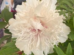 -洛阳市隋唐城遗址植物园