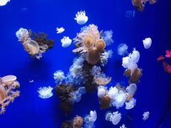 -芜湖新华联大白鲸海洋公园