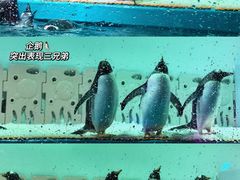 -正佳极地海洋世界