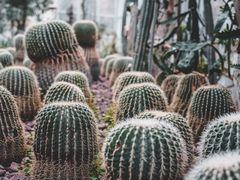 -郑州植物园