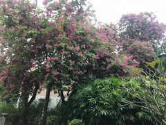 -东风公园