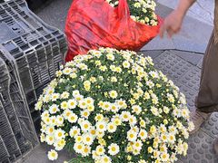 -溪岸路花鸟市场