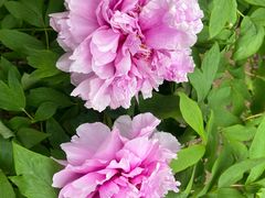 -合肥三国新城遗址公园