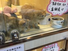 -momokira米努特·德文卷毛猫·棉花面纱犬