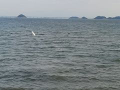 -野狸岛