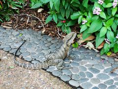 -Emerald Botanic Gardens