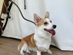 -TIPPI营地 房车主题·露营烧烤团建轰趴(天安假日店)