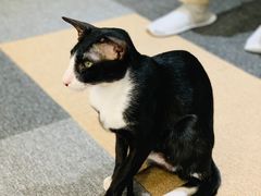-米宠家·撸猫猫咖小萌宠·猫咪洗澡·猫咪寄养(高新大都荟店)