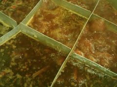 -朱氏胖子烂火锅(洪崖洞店)