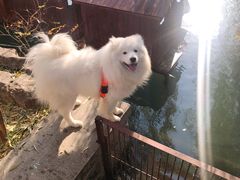 -百花洲