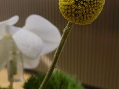 -蓉小乔·RONG COFFEE(春熙路店)